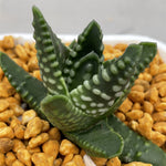 Haworthia Hard Leaf 'Dinosaur Star'