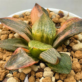 Haworthia Comptoniana Hagiwara Variegated S