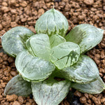 Haworthia Corn Poppy