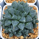 Haworthia 'Shinkorizato' Other
