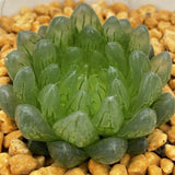 Haworthia Cooperi LED Mutant