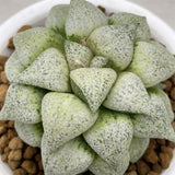 Haworthia Picta Mount Everest