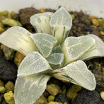 Haworthia Pygmaea Black Diamond Variegated