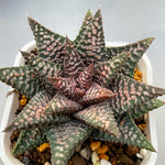 Haworthia Hard Leaf Nagoriyuki A mother plant