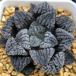 Haworthia Blue Diamond Other
