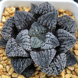 Haworthia Blue Diamond Other