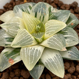 Haworthia Hybrid Comptoniana x Correcta variegated