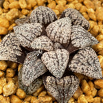 Haworthia Picta