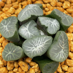 Haworthia Maughanii 'Shishigami'