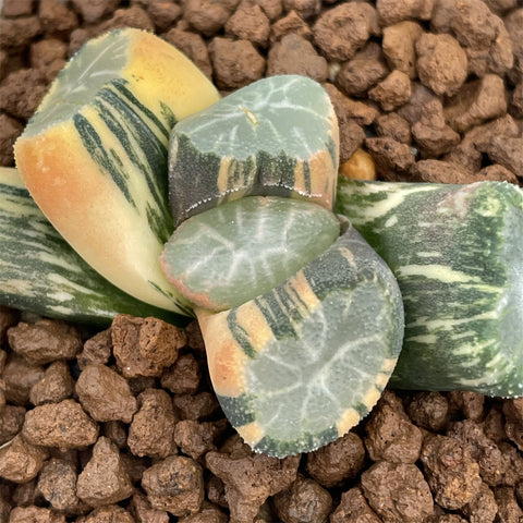 Haworthia Maughanii Hanabishi variegated