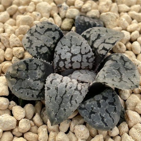 Haworthia Queen Marilyn