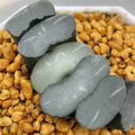 Haworthia Truncata Blue Star