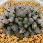 Haworthia Bullet Big Size - N