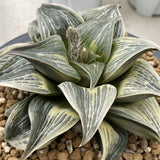 Haworthia Retusa variegated Mother Plant