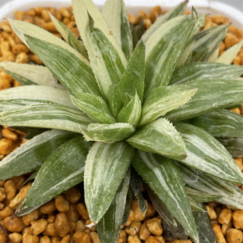 Haworthia Cloracantha variegated