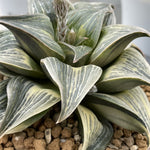 Haworthia Retusa variegated Mother Plant