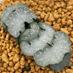 Haworthia Truncata 'White Bear'