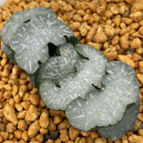 Haworthia Truncata 'White Bear'