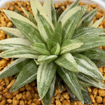 Haworthia Cloracantha variegated