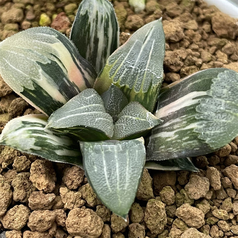 Haworthia Correcta Variegated Plant From Offsets