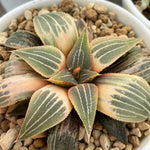 Haworthia Great White Shark Reverse variegated