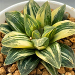 Haworthia Tyger Variegated L
