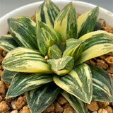 Haworthia Tyger Variegated L