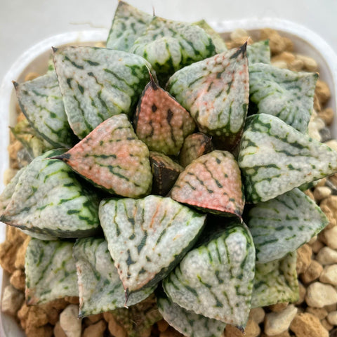 Haworthia Picta Pandora Big Size