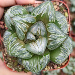 Haworthia Silver Turtle Big size