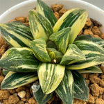 Haworthia Tyger Variegated L