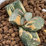 Haworthia Maughanii Hanabishi variegated