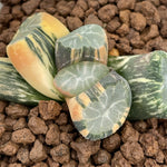 Haworthia Maughanii Hanabishi variegated