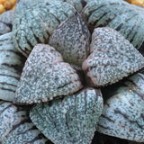 Haworthia Picta