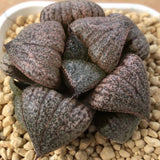 Haworthia Picta 'Amber'