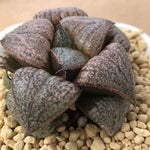 Haworthia Picta 'Amber'