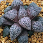 Haworthia Picta