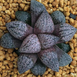 Haworthia Picta