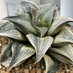 Haworthia Retusa variegated Mother Plant