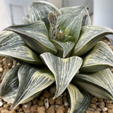 Haworthia Retusa variegated Mother Plant