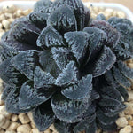 Haworthia 'Snow Rabbit' Other