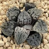 Haworthia Queen Marilyn