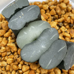 Haworthia Truncata Blue Star