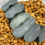 Haworthia Truncata Blue Star